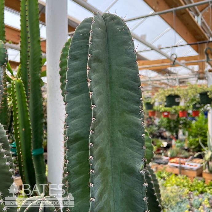 14p! Cactus Cereus Peruvians Multi /Tropical