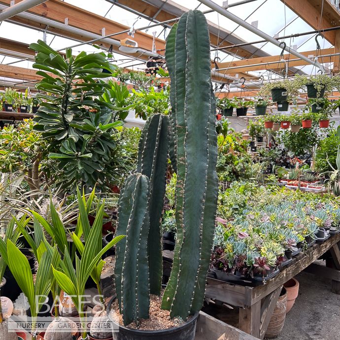 14p! Cactus Cereus Peruvians Multi /Tropical