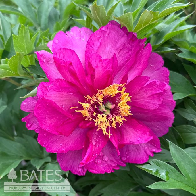 #5 Paeonia Garden Candy &#39;Candy Apple&#39;/ Red Itoh Peony