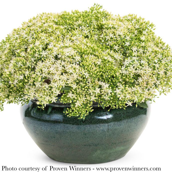 #1 Sedum x PW Rock &#39;N Grow &#39;Bundle of Joy&#39;/ Stonecrop