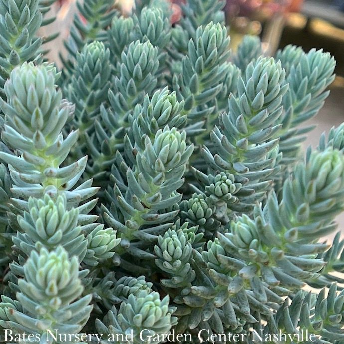 #1 Sedum reflexum Blue Spruce/ Stonecrop