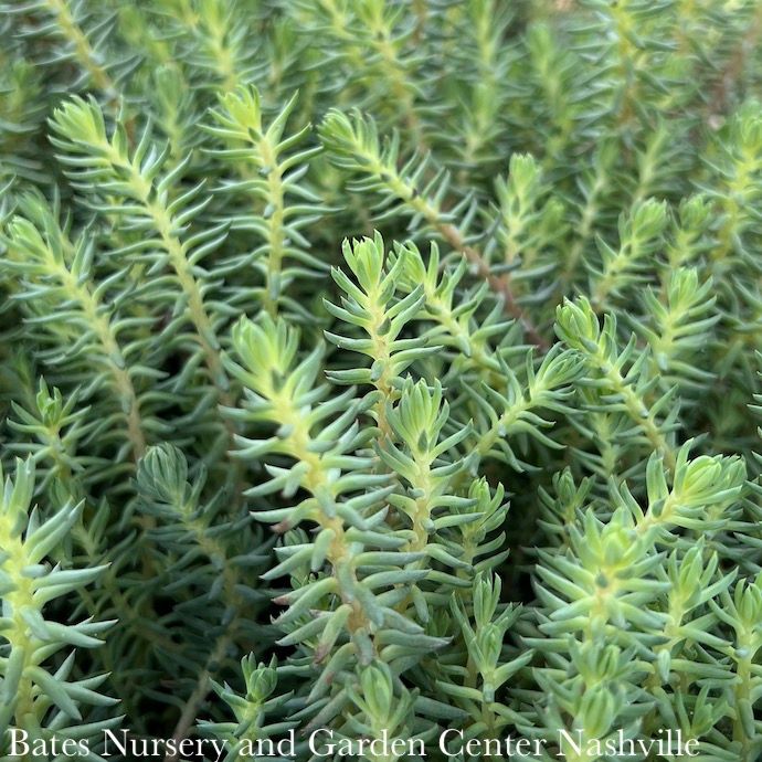#1 Sedum reflexum Blue Spruce/ Stonecrop