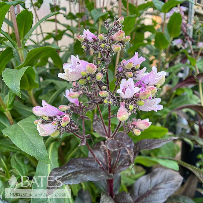 #1 Penstemon dig Dakota &#39;Burgundy&#39;/ Beardtongue Native (TN)
