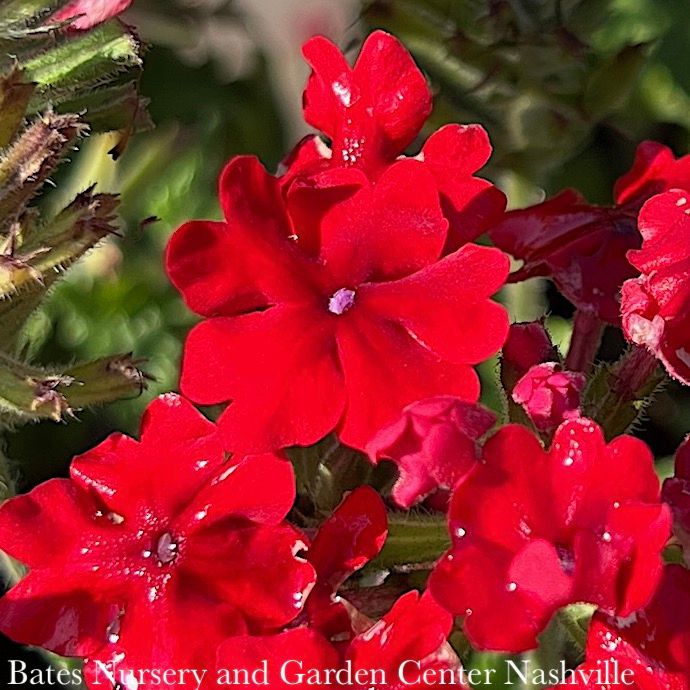 #1 Verbena x Endurascape &#39;Red Improved&#39; / Annual Not Hardy