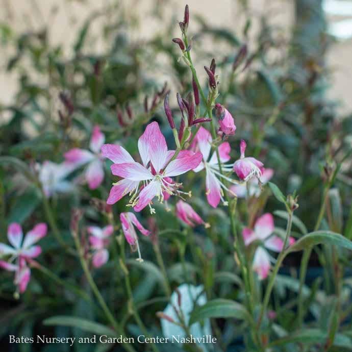 #1 Gaura lin Little Janie/ White w/Pink Tips