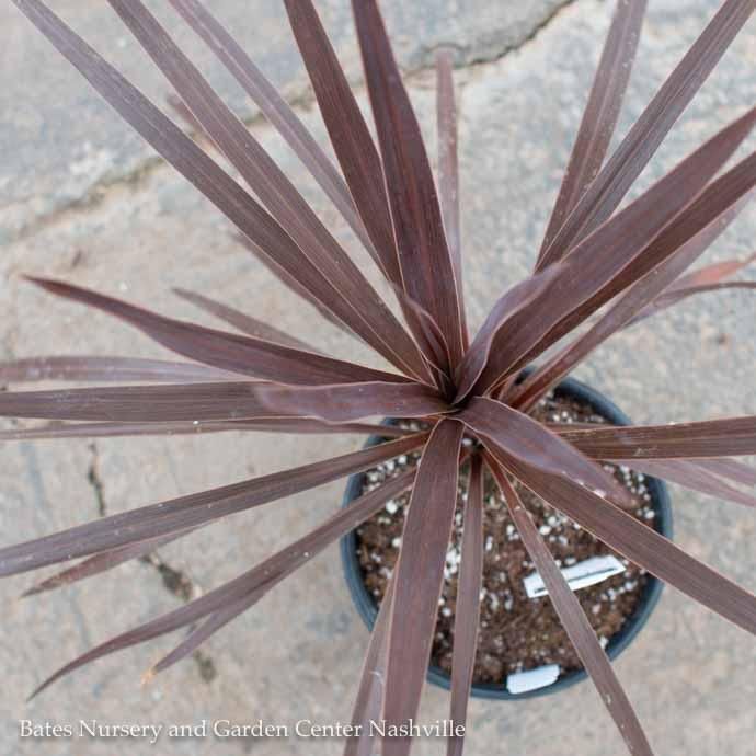 Tropical #1 Cordyline Red Star/ Dracaena Palm