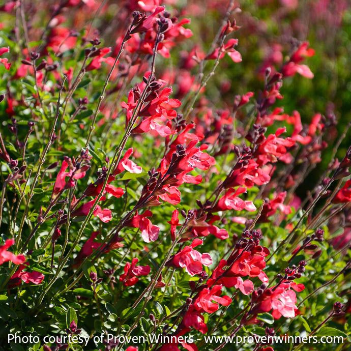 #1 Salvia hybrida Arctic Blaze &#39;Red&#39;/ Sage