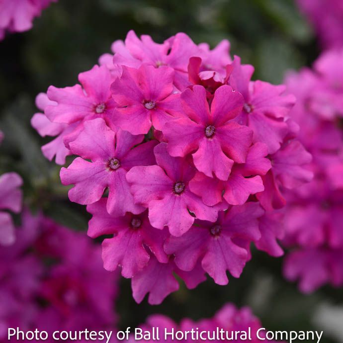 #1 Verbena x Endurascape &#39;Magenta&#39;/ Annual Not Hardy