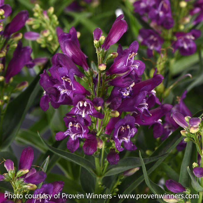 #1 Penstemon barb PW Rock Candy 'Purple'/ Beardtongue