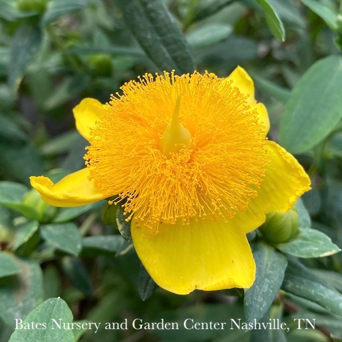 #3 Hypericum frondosum Sunburst/ St. John&#39;s Wort Native (TN)