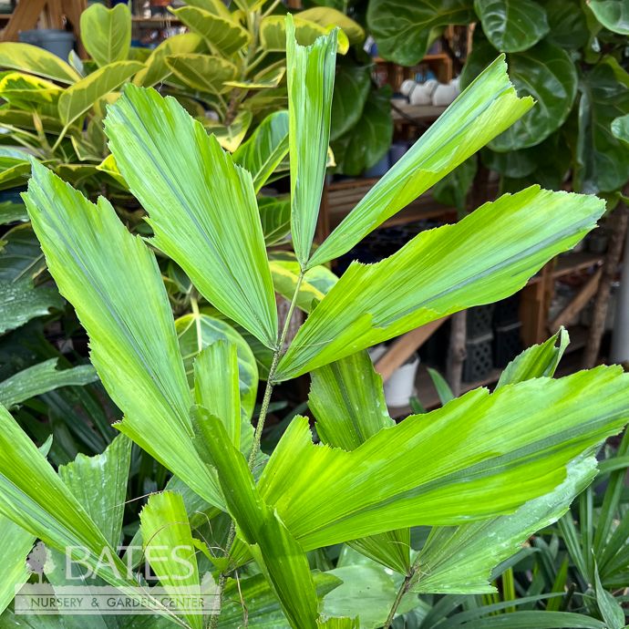 10p! Palm Caryota mitis/ Fishtail Palm /Tropical