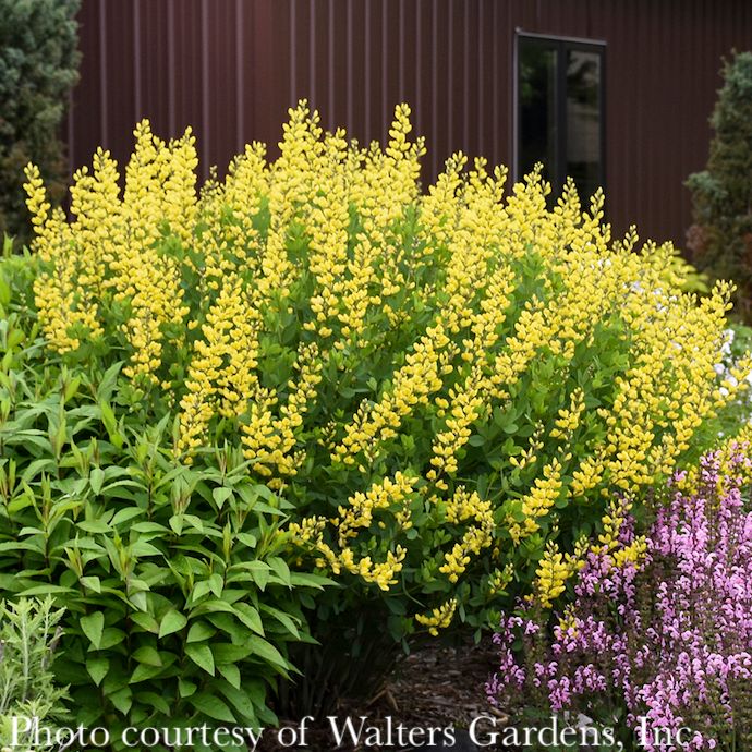 #1 Baptisia x American Goldfinch/ Yellow False Indigo