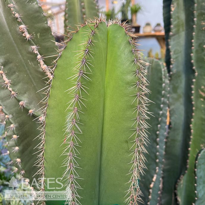 12p!/#5 Cactus Stenocereus Dumortieri /Tropical