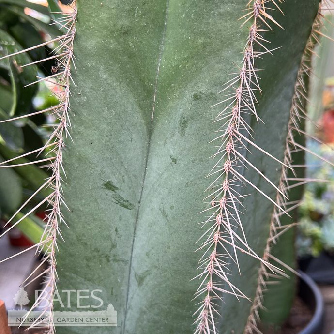 12p!/#5 Cactus Stenocereus Dumortieri /Tropical