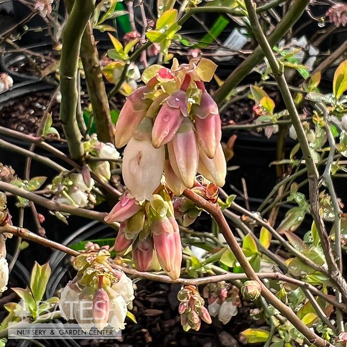 Edible #1 Vaccinium ashei Powder Blue/ Rabbiteye Blueberry Native (TN)