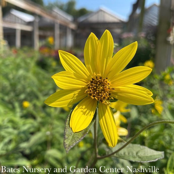 #1 Helianthus x Lemon Queen/ Sunflower