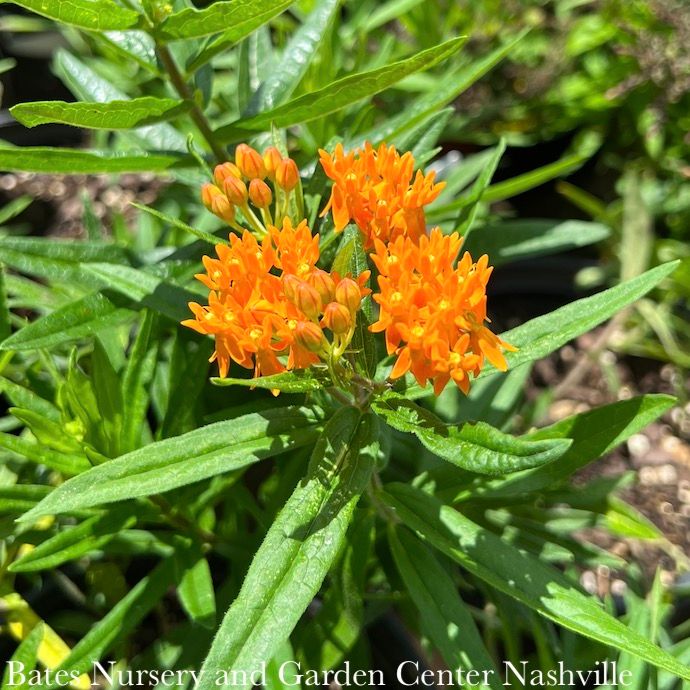 #1 Asclepias tub Gay Butterflies/ Butterfly Weed Native (TN)