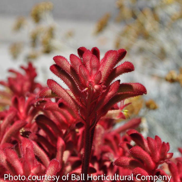 Tropical #1 Anigozanthos Kanga Cherry/ Kangaroo Paw