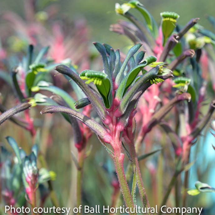 Tropical #1 Anigozanthos Celebrations &#39;Fireworks&#39;/ Kangaroo Paw
