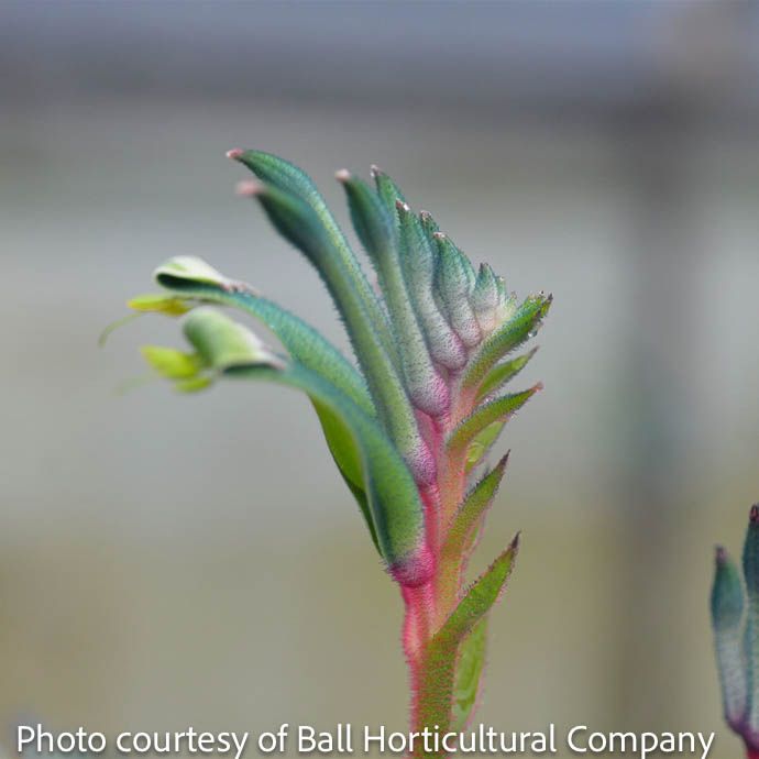 Tropical #1 Anigozanthos Celebrations &#39;Fireworks&#39;/ Kangaroo Paw