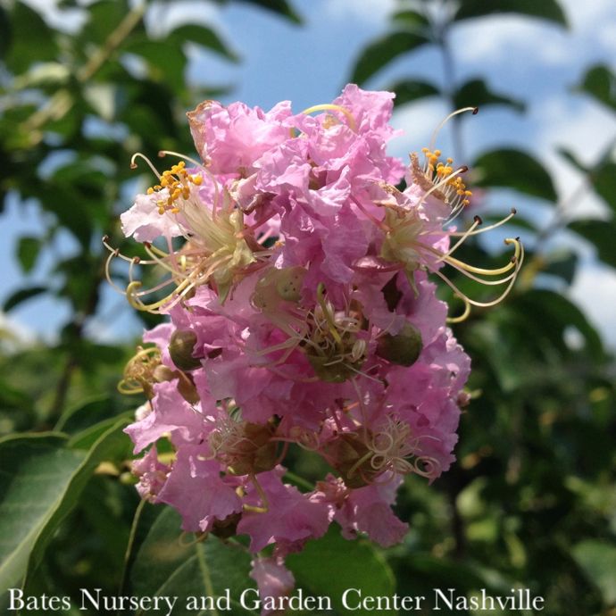 Topiary Patio Tree #5 Lagerstroemia x Muskogee/ Light Lavender Crape Myrtle