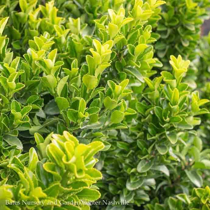 #1 Euonymus japonicus Green Spire/ Upright