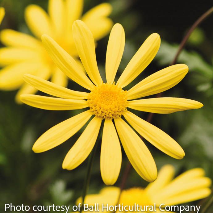 #1 Euryops pect Viridis/ Green-Leaved Euryops