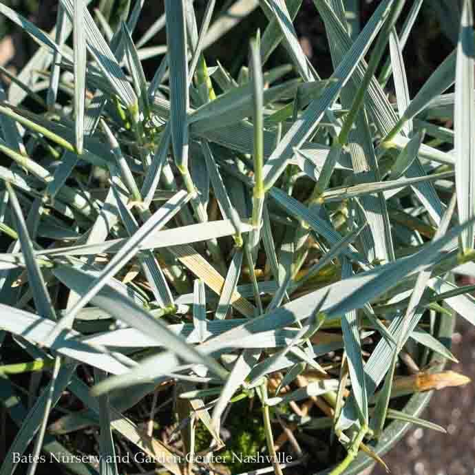 #2 Grass Elymus arenarius Blue Dune/ Blue Lyme