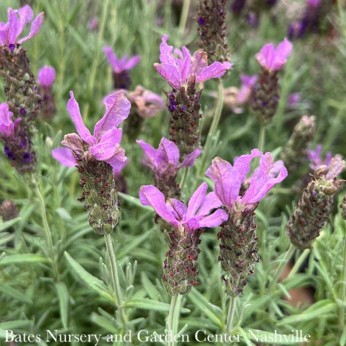 #2 Lavandula Javelin Fort Deep Purple/ Lavender - No Warranty
