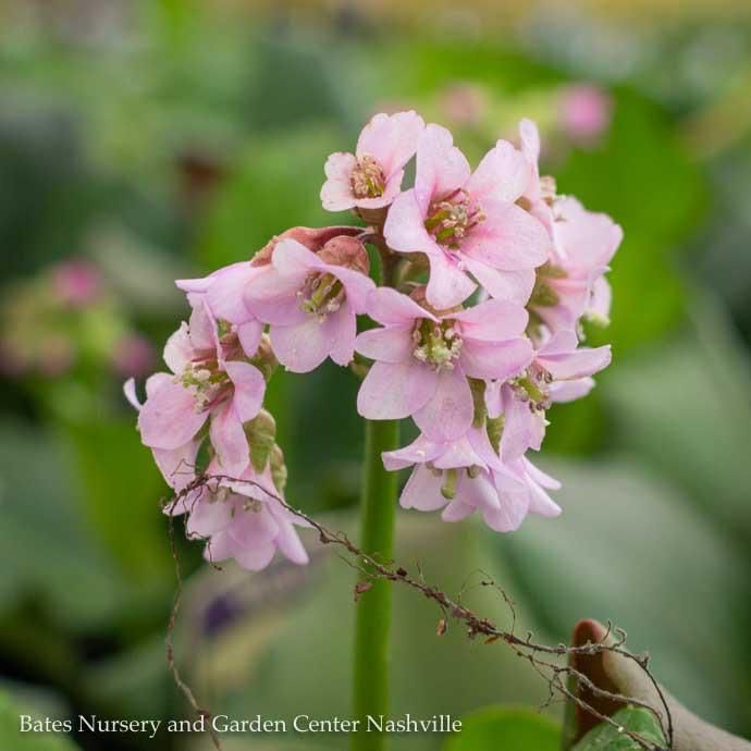 QP Bergenia cordifolia/ Pigsqueak