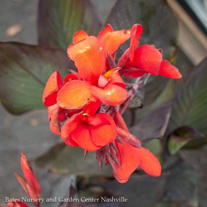 Tropical #1 Canna Cannova Bronze Scarlet  - No Warranty