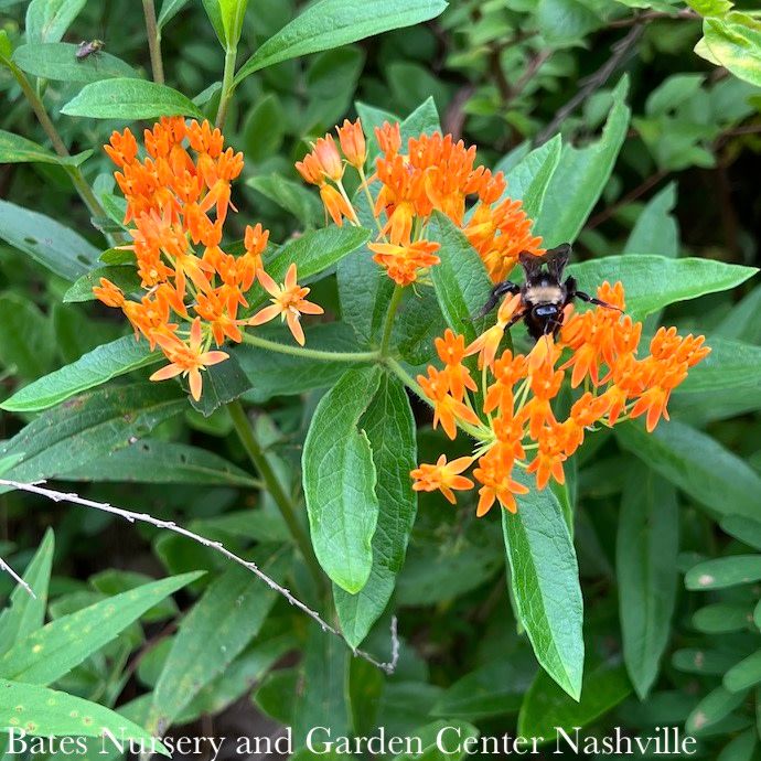 Seed Butterfly Milkweed /Asclepias tuberosa - SustainAble TennesSeeds - Plant for a Change Native (TN)