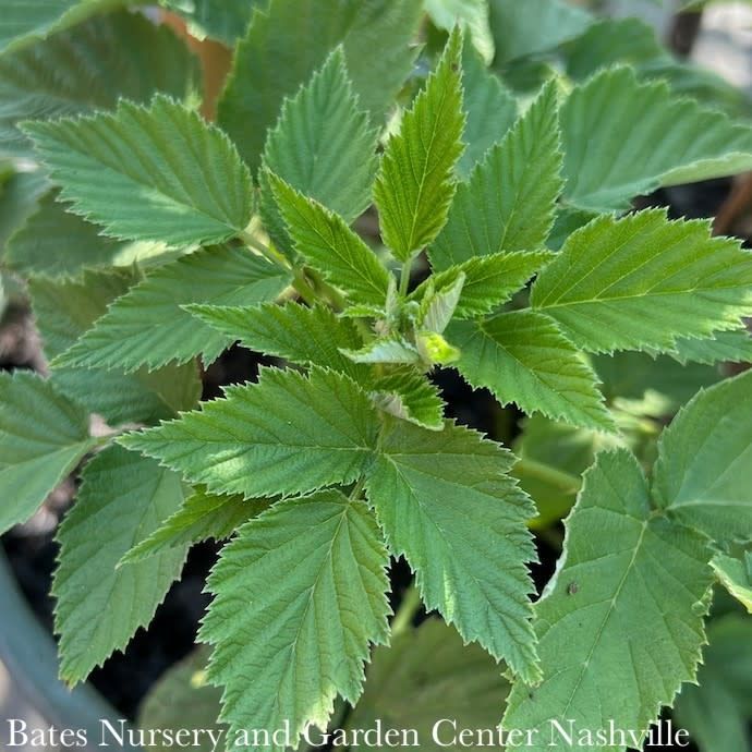 Edible #1 Rubus idaeus Jewel Black/ Raspberry Native (TN)