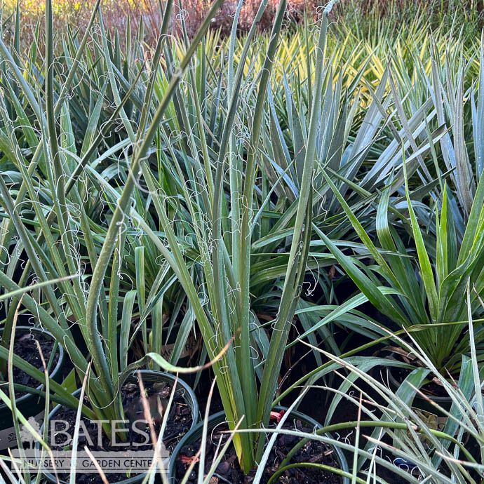#5 Hesperaloe x funifera Little Giant/ Red Yucca
