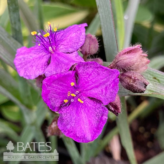 #1 Tradescantia  andersoniana Brainstorm/ Spiderwort