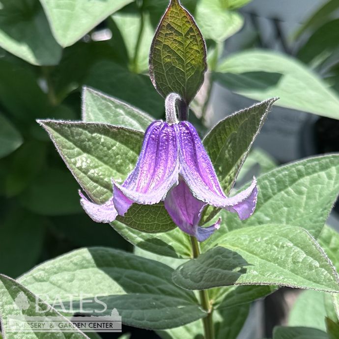 #1 Clematis x PW Stand By Me Pink