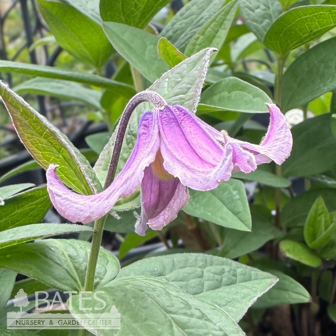 #1 Clematis x PW Stand By Me Pink