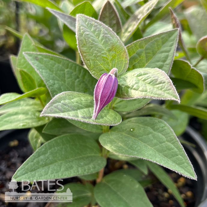 #1 Clematis x PW Stand By Me Pink