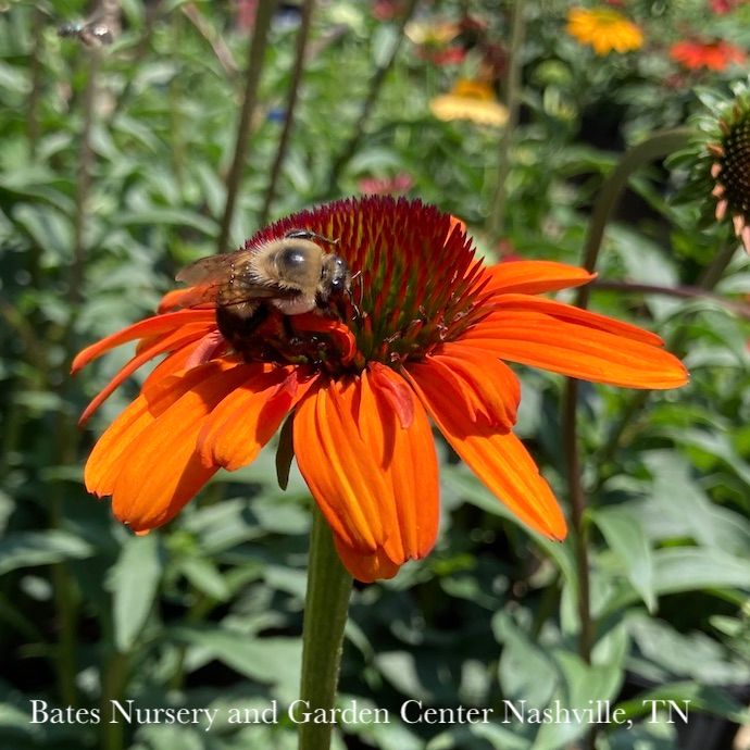 #1 Echinacea x Tiki Torch/ Coneflower