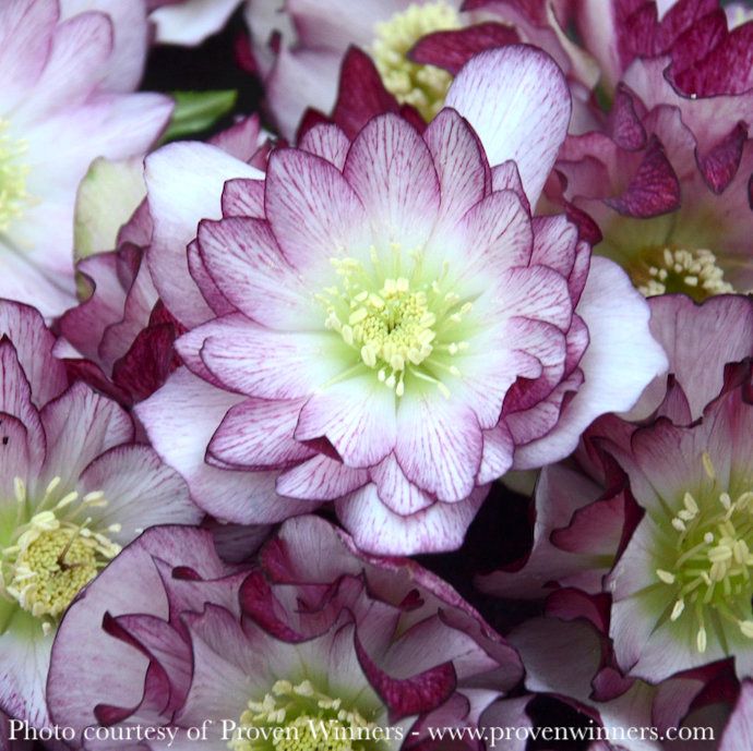 #1 Helleborus x PW Wedding Party 'Blushing Bridesmaid'/ Lenten Rose