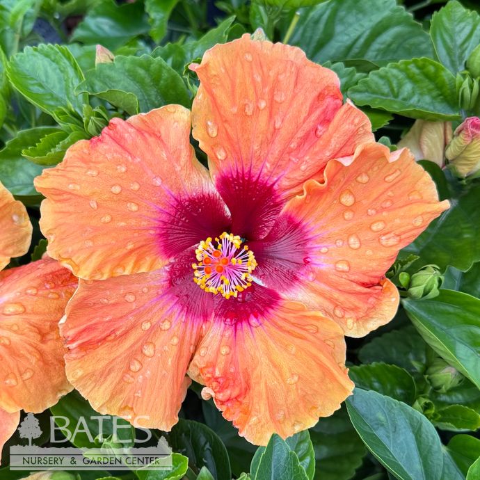 Tropical #2 Hibiscus PW Hollywood 'Disco Diva'/ Orange