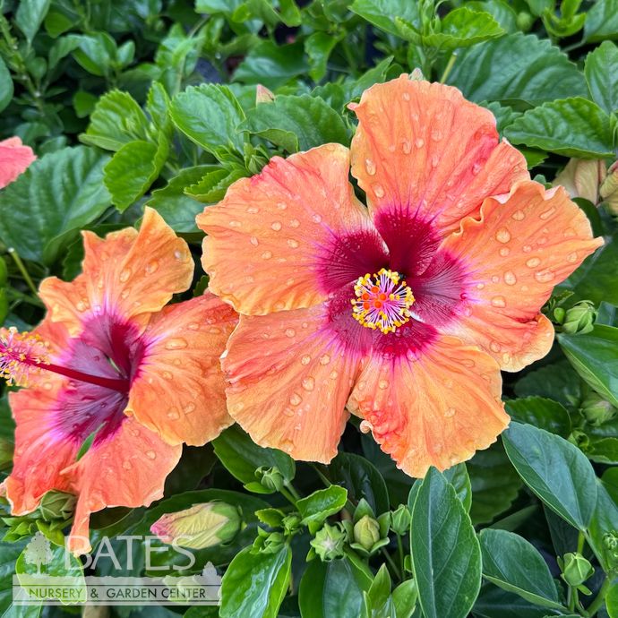 Tropical #3 Hibiscus PW Hollywood &#39;Disco Diva&#39;/ Orange