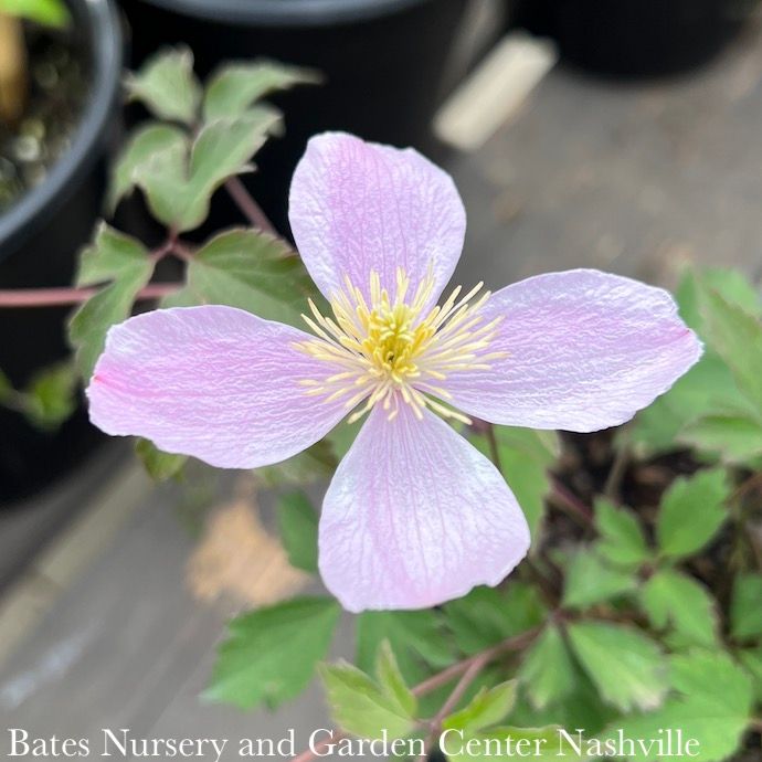 #1 Clematis montana var rubens/ Pink Anemone