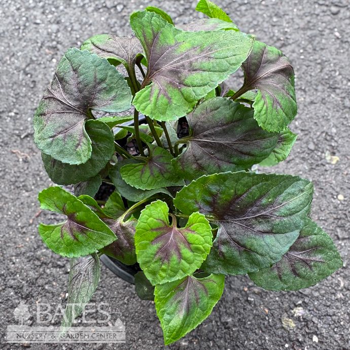 #1 Viola spp Hearthrob/ Violet