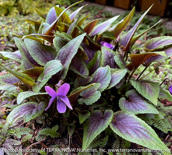 #1 Viola spp Hearthrob/ Violet