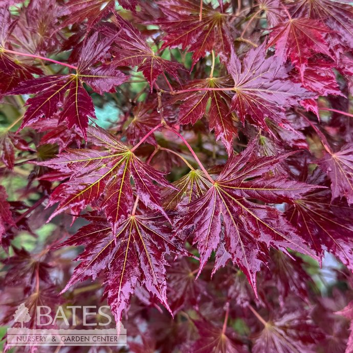 #20 BOX Acer x pseudosieboldianum Alpenglow/ Upright Japanese Maple