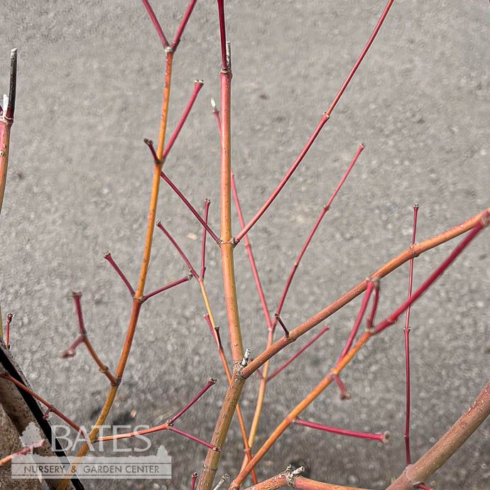 #20 BOX Acer x pseudosieboldianum Alpenglow/ Upright Japanese Maple