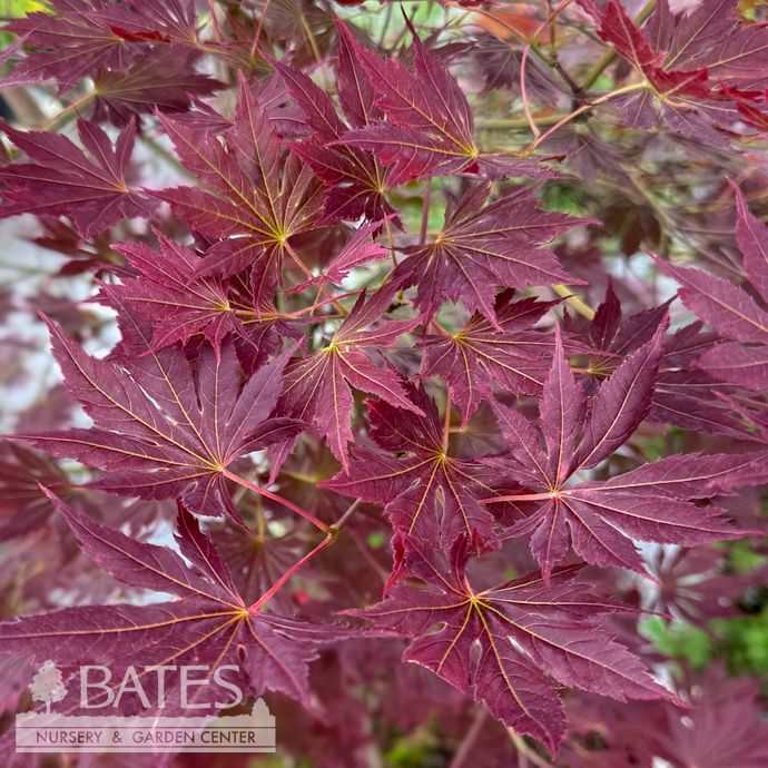 #20 BOX Acer x pseudosieboldianum Alpenglow/ Upright Japanese Maple