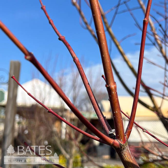 #20 BOX Acer x pseudosieboldianum Alpenglow/ Upright Japanese Maple