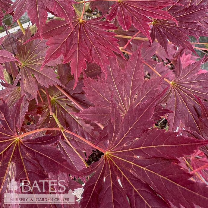 #20 BOX Acer x pseudosieboldianum Alpenglow/ Upright Japanese Maple